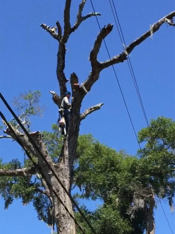 Boggan Tree